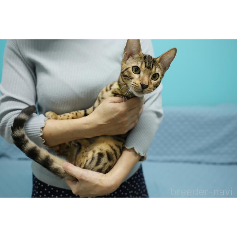 販売中の大阪府のベンガル-123996の7枚目