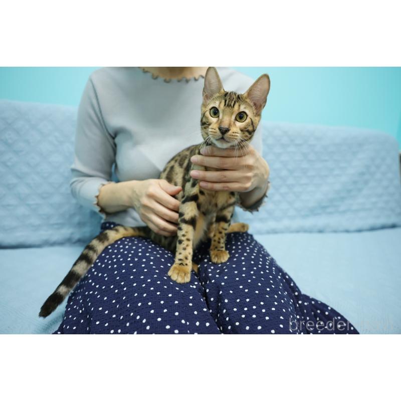 販売中の大阪府のベンガル-123996の5枚目