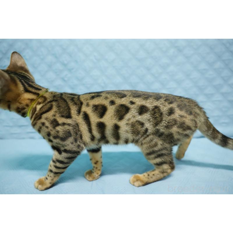 販売中の大阪府のベンガル-123996の4枚目