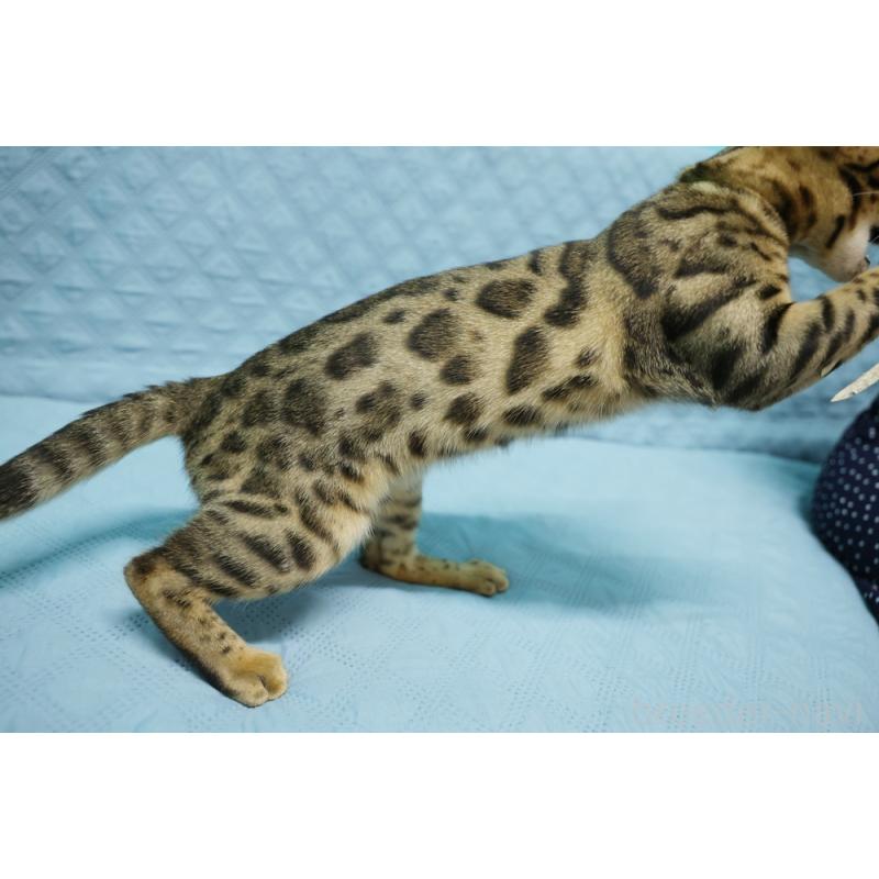 販売中の大阪府のベンガル-123996の3枚目