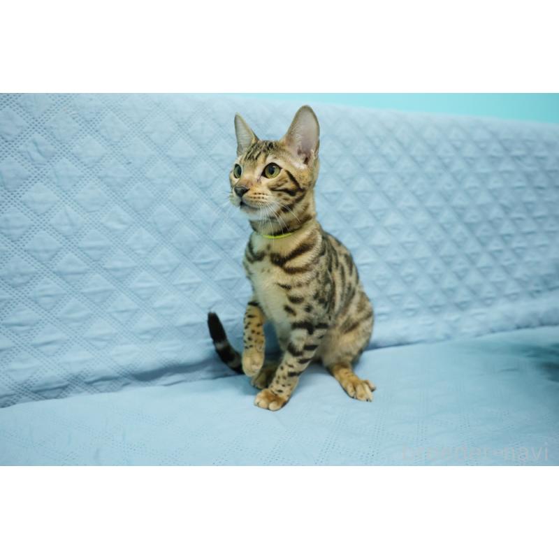 販売中の大阪府のベンガル-123996の2枚目