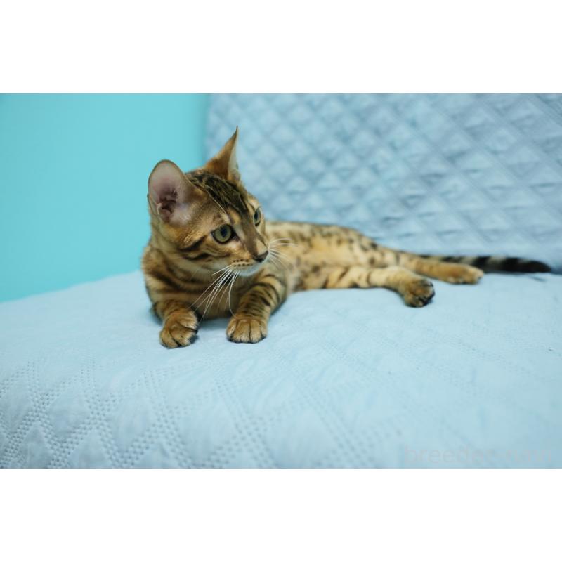 販売中の大阪府のベンガル-123997の10枚目