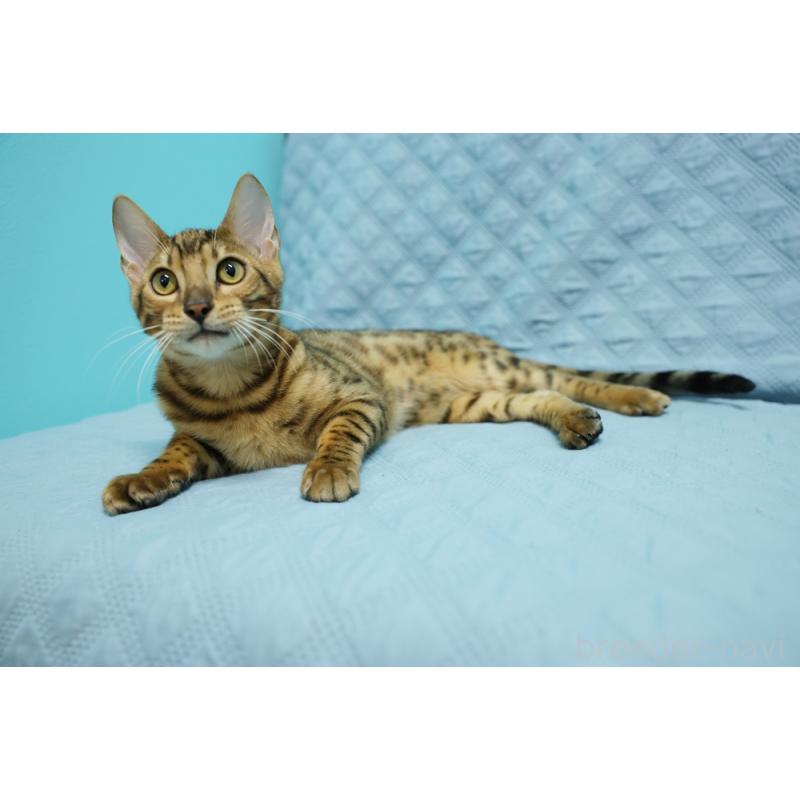 販売中の大阪府のベンガル-123997の9枚目