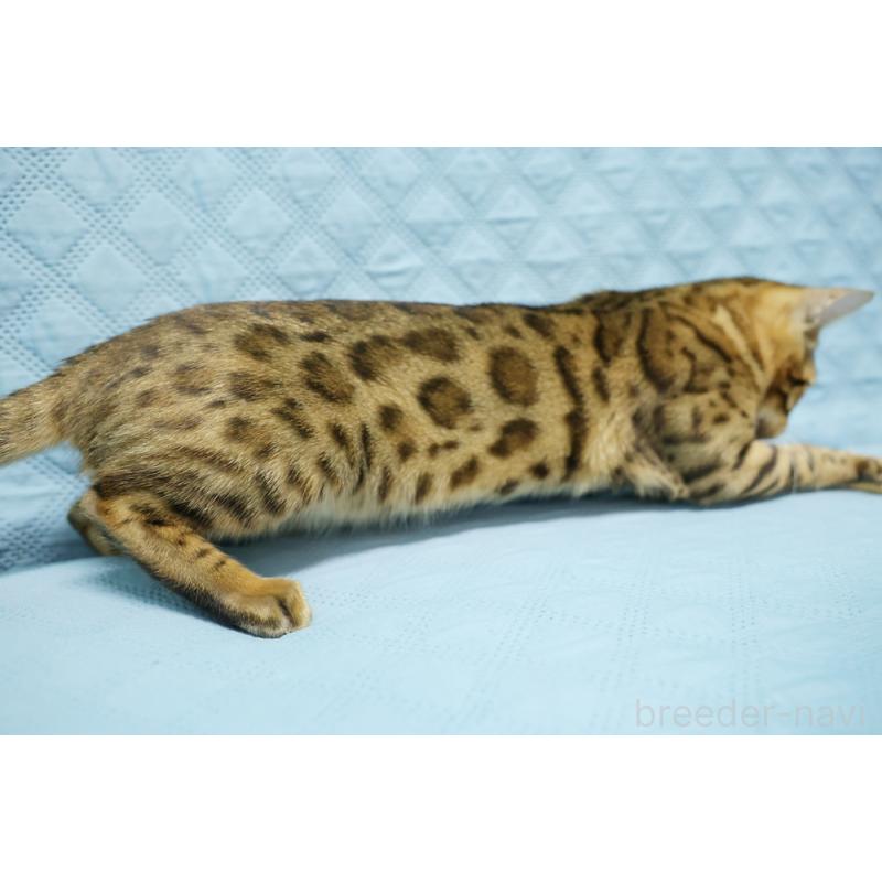 販売中の大阪府のベンガル-123997の8枚目