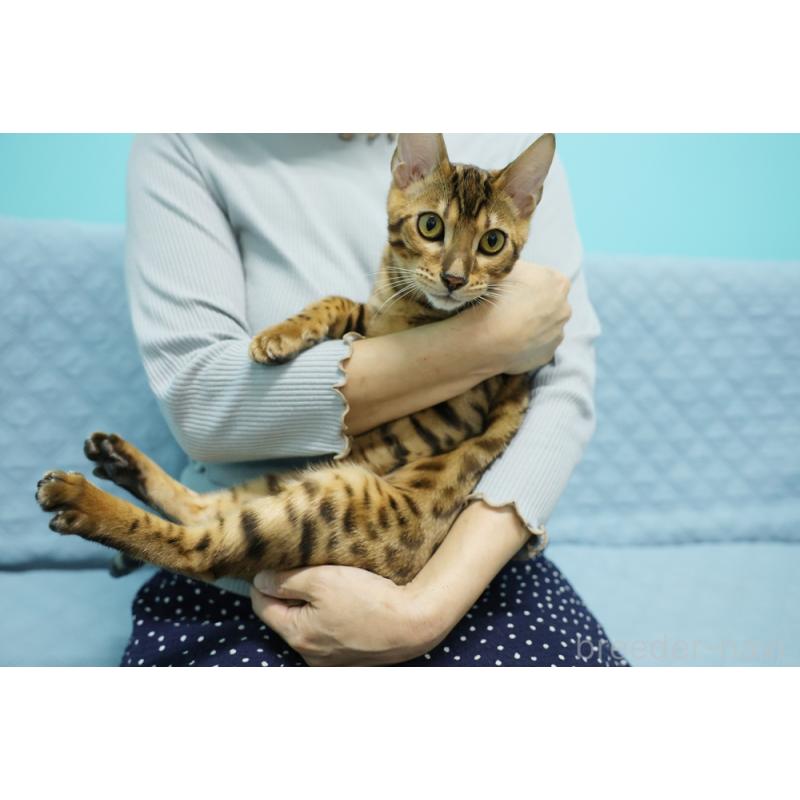 販売中の大阪府のベンガル-123997の7枚目