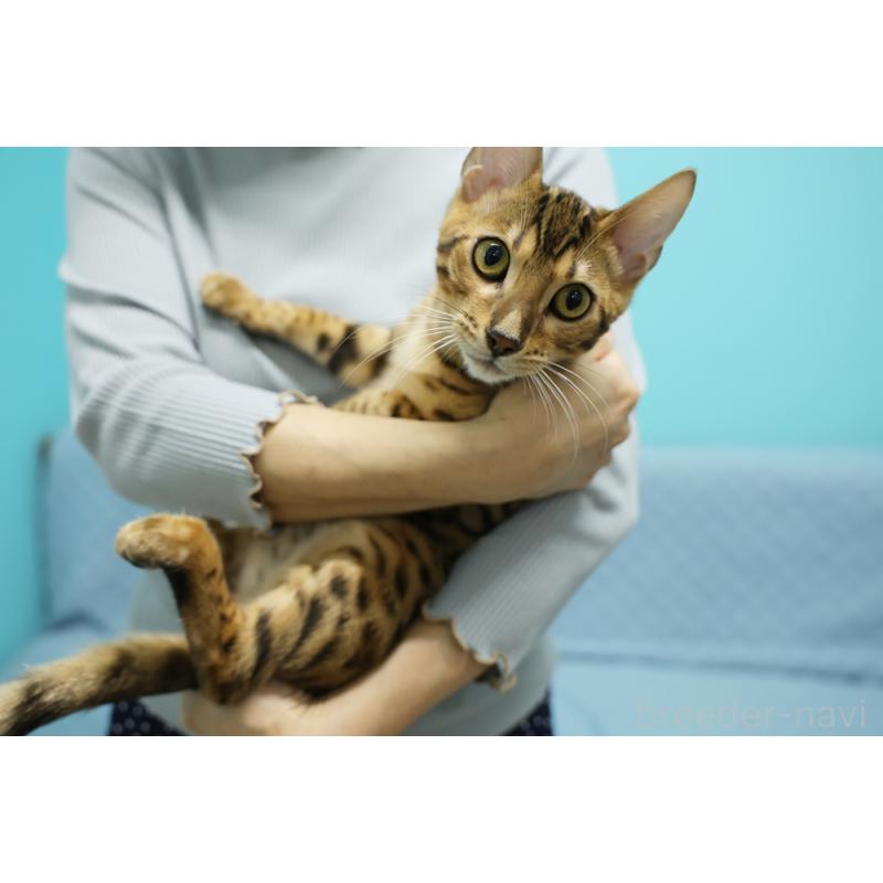 販売中の大阪府のベンガル-123997の6枚目