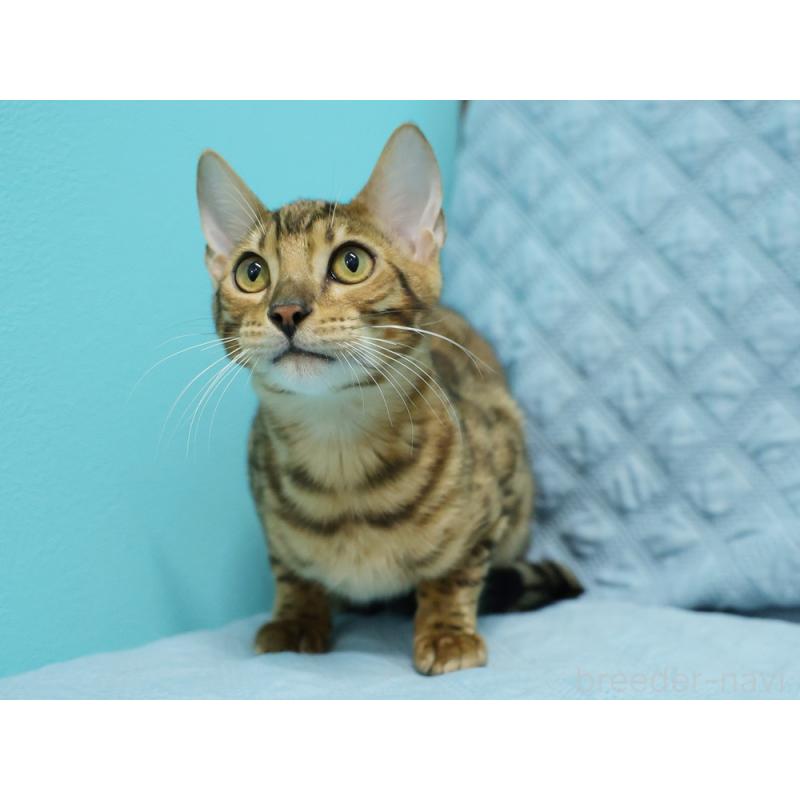 販売中の大阪府のベンガル-123997の5枚目