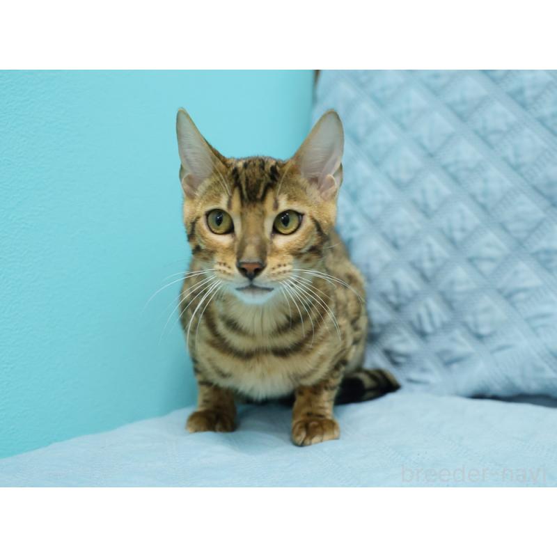 販売中の大阪府のベンガル-123997の4枚目