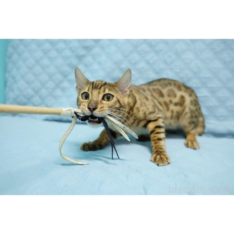 販売中の大阪府のベンガル-123997の3枚目