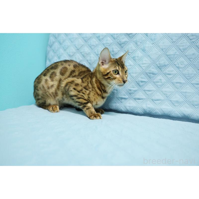 販売中の大阪府のベンガル-123997の2枚目