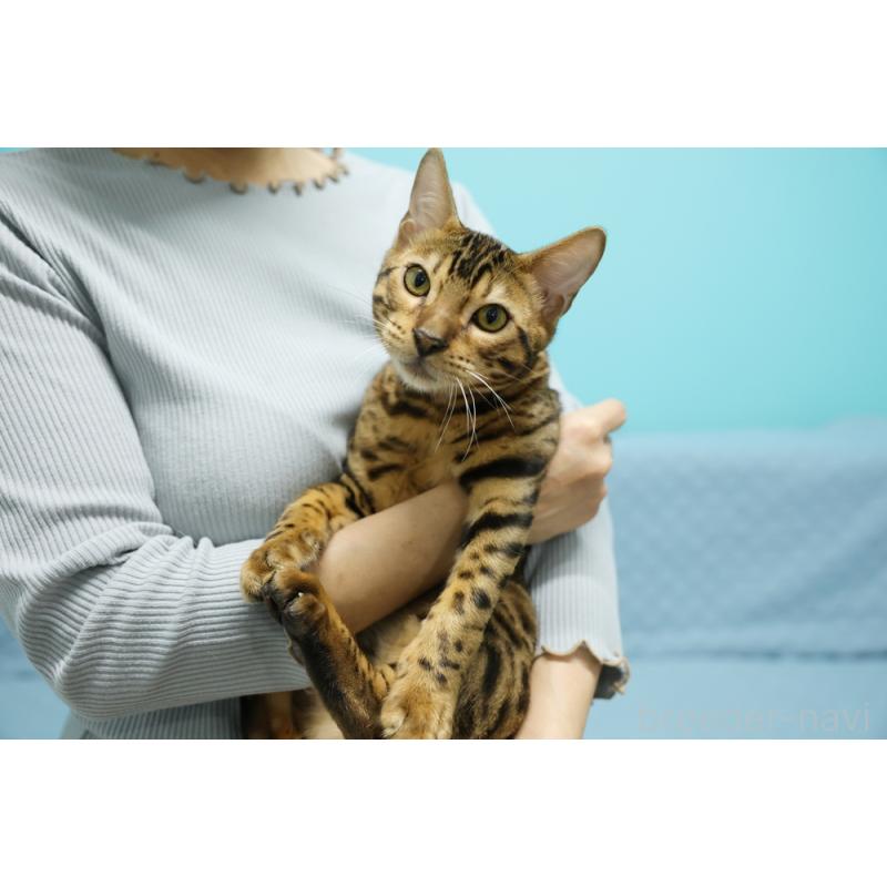 販売中の大阪府のベンガル-123994の8枚目