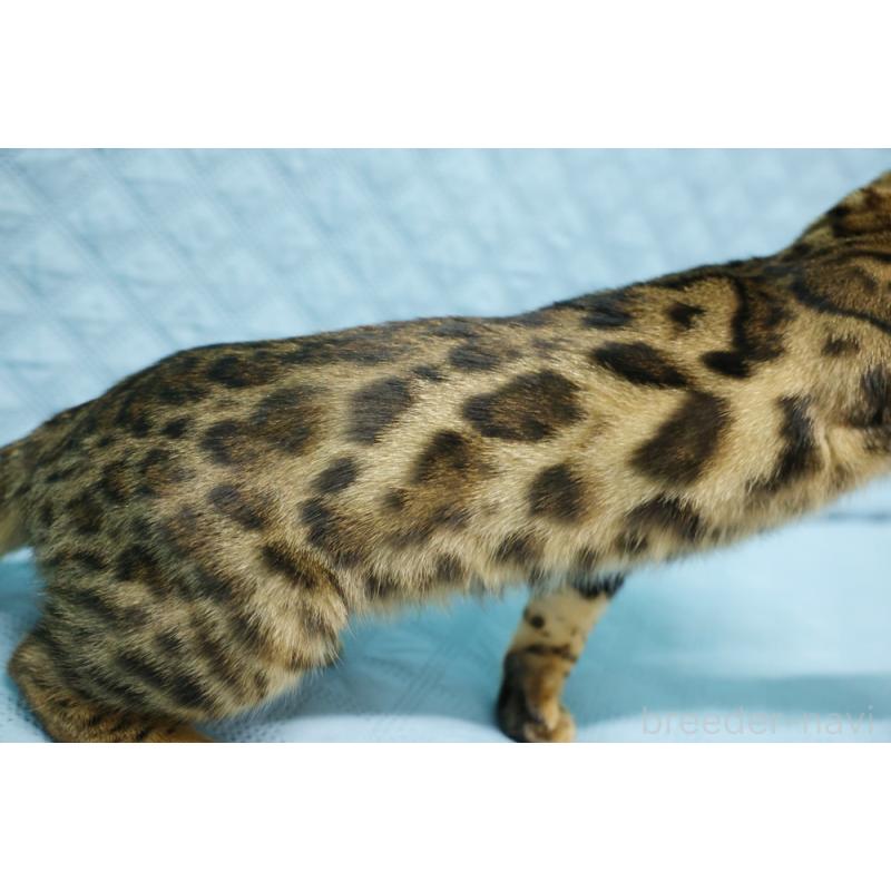 販売中の大阪府のベンガル-123994の7枚目