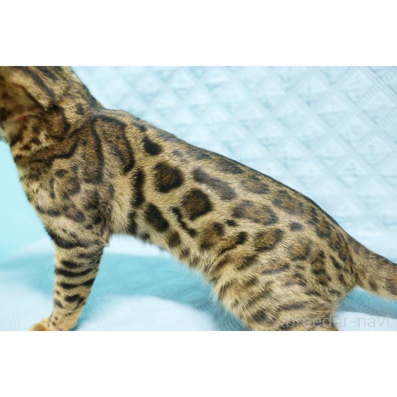 販売中の大阪府のベンガル-123994の6枚目