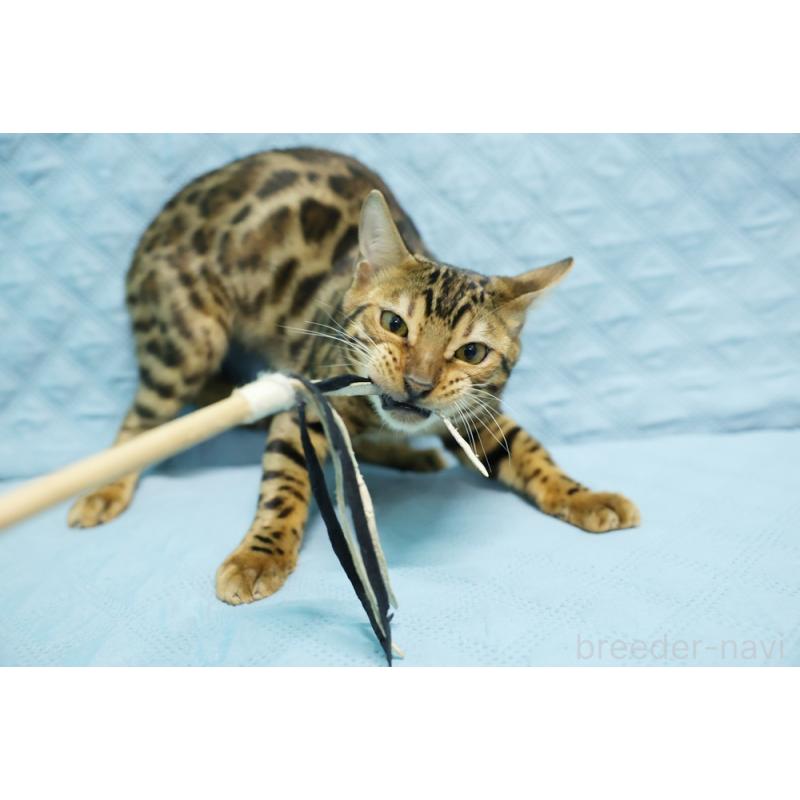 販売中の大阪府のベンガル-123994の5枚目