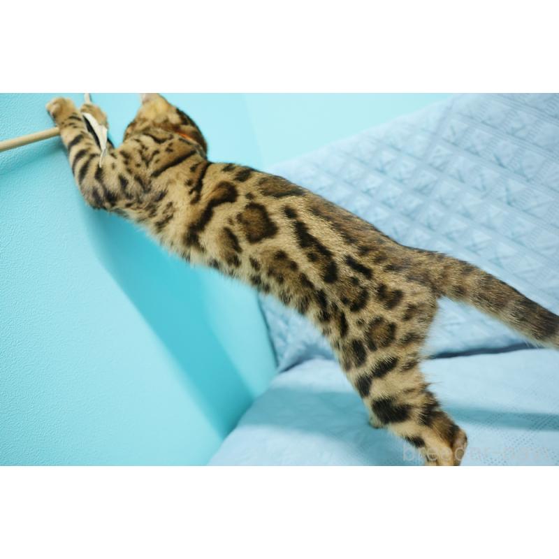 販売中の大阪府のベンガル-124000の2枚目