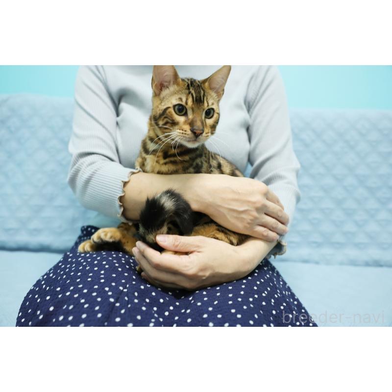 販売中の大阪府のベンガル-123999の8枚目