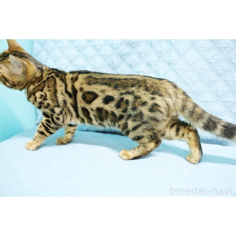 販売中の大阪府のベンガル-123999の7枚目