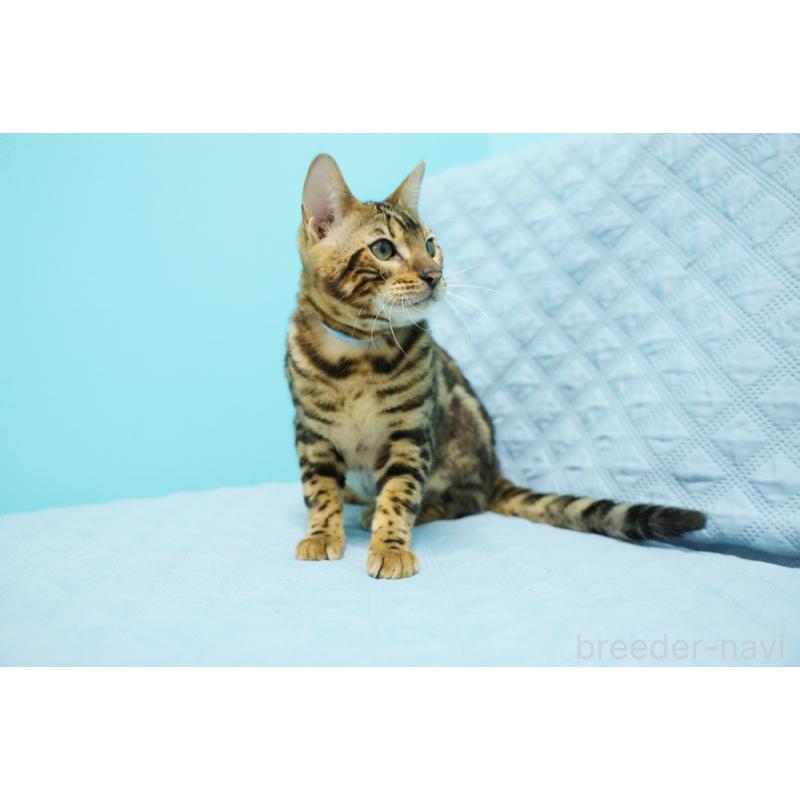 販売中の大阪府のベンガル-123999の4枚目