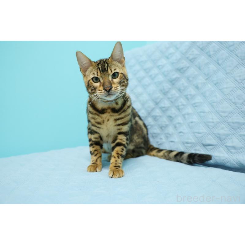 販売中の大阪府のベンガル-123999の3枚目