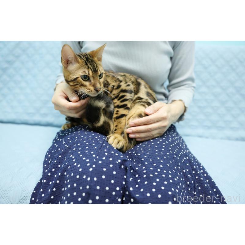 販売中の大阪府のベンガル-123999の2枚目
