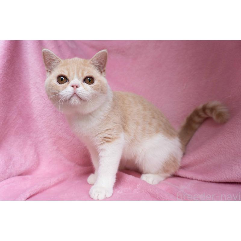 成約済の東京都のエキゾチックショートヘア-122427の5枚目