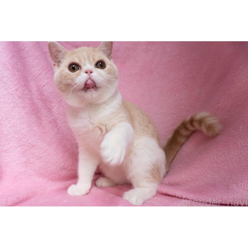 成約済の東京都のエキゾチックショートヘア-122427の4枚目