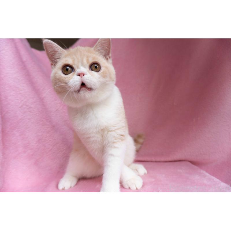 成約済の東京都のエキゾチックショートヘア-122427の3枚目