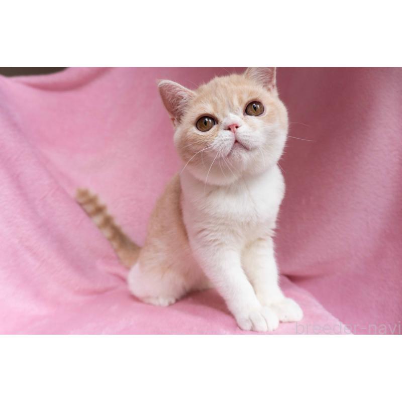 成約済の東京都のエキゾチックショートヘア-122427の2枚目