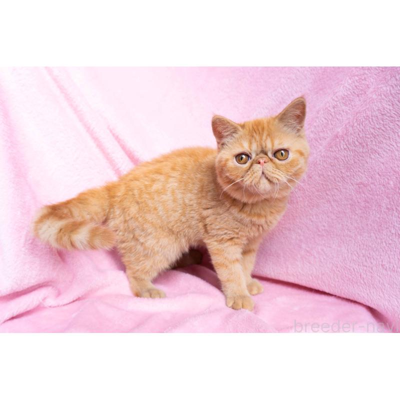 成約済の東京都のエキゾチックショートヘア-123466の10枚目