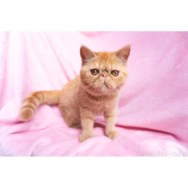 成約済の東京都のエキゾチックショートヘア-123466の9枚目