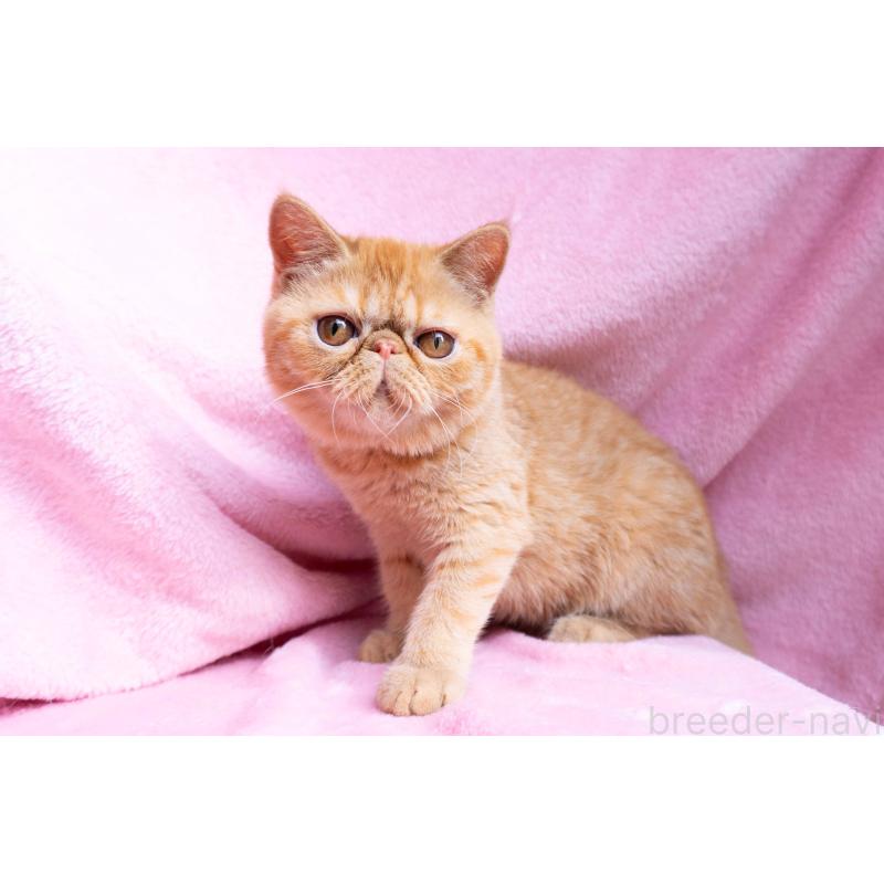 成約済の東京都のエキゾチックショートヘア-123466の8枚目