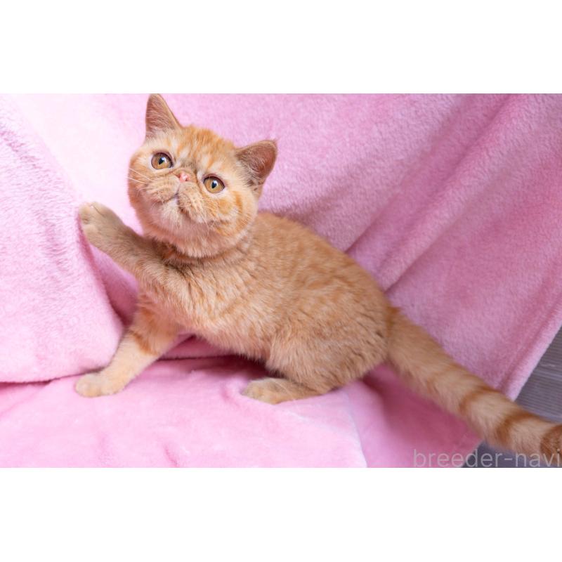 成約済の東京都のエキゾチックショートヘア-123466の7枚目