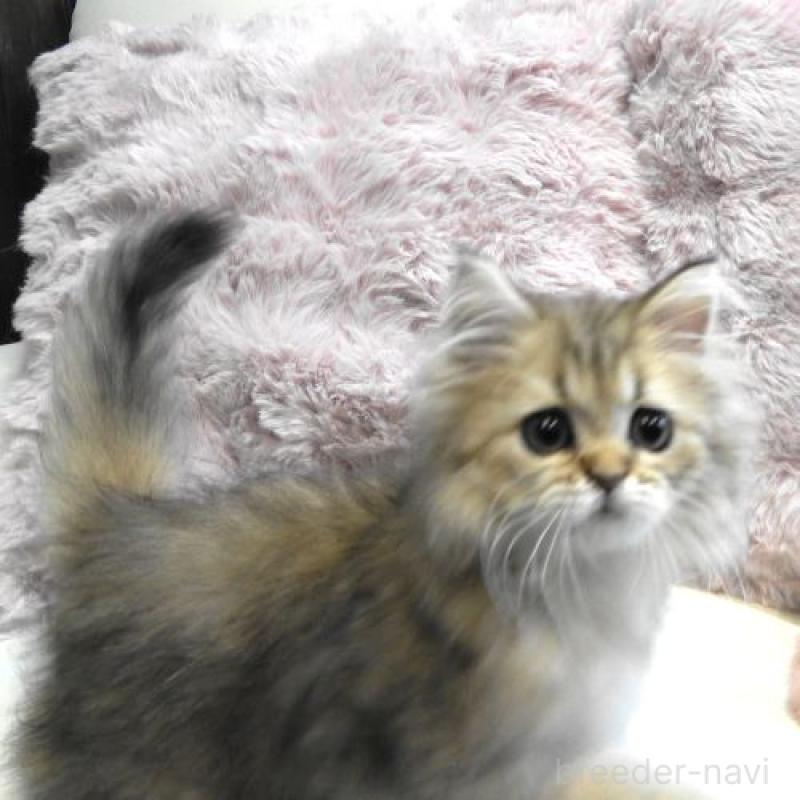 販売中の広島県のペルシャ(チンチラ)-130849の5枚目