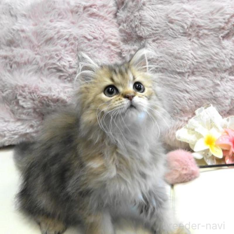 販売中の広島県のペルシャ(チンチラ)-130849の4枚目
