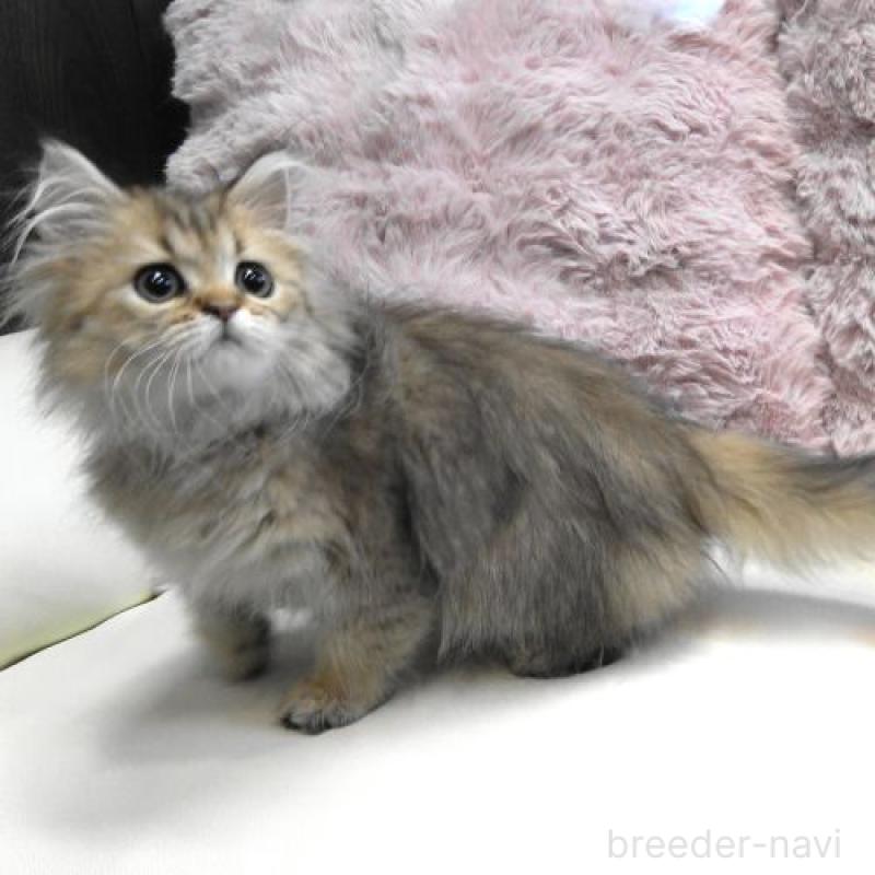 販売中の広島県のペルシャ(チンチラ)-130849の3枚目
