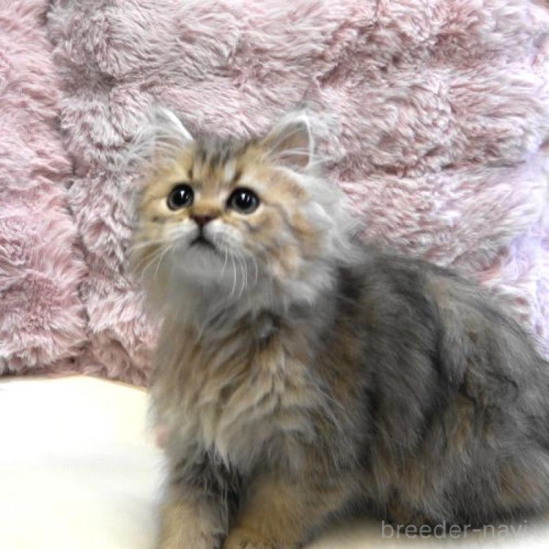 販売中の広島県のペルシャ(チンチラ)-130849の1枚目