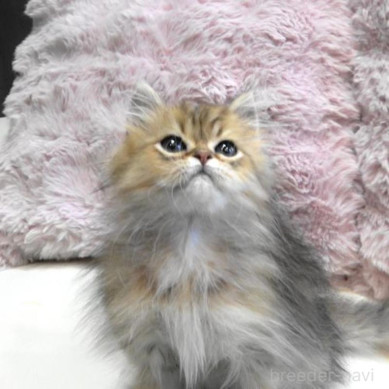 販売中の広島県のペルシャ(チンチラ)-130850の6枚目