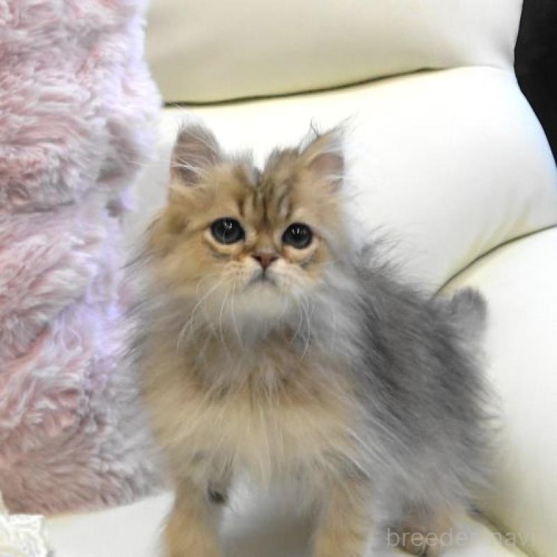 販売中の広島県のペルシャ(チンチラ)-130850の5枚目