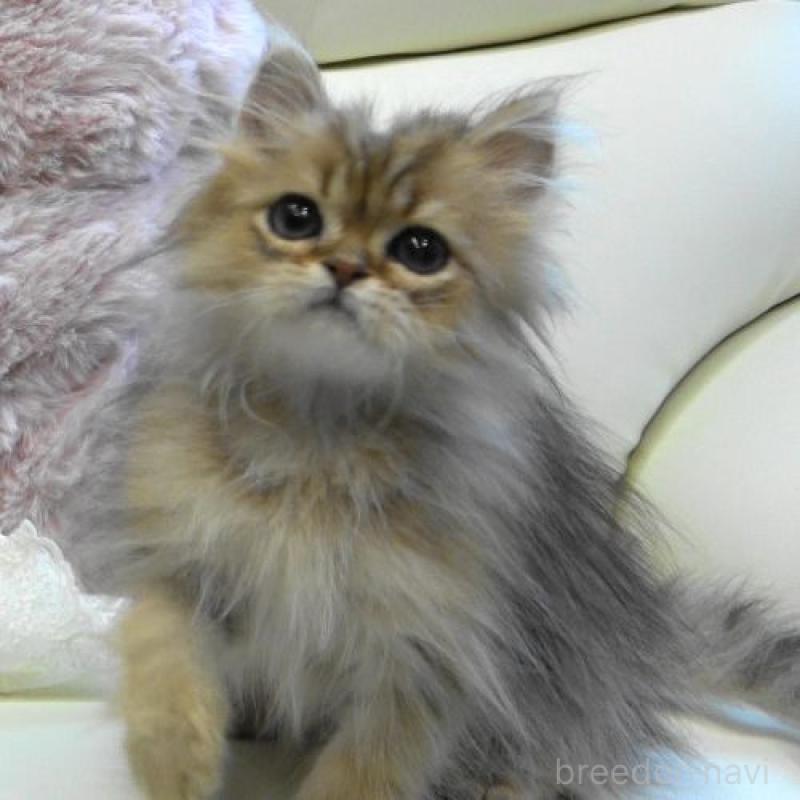販売中の広島県のペルシャ(チンチラ)-130850の4枚目