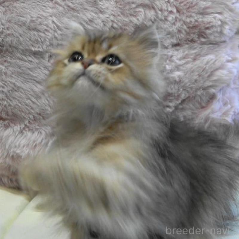 販売中の広島県のペルシャ(チンチラ)-130850の3枚目