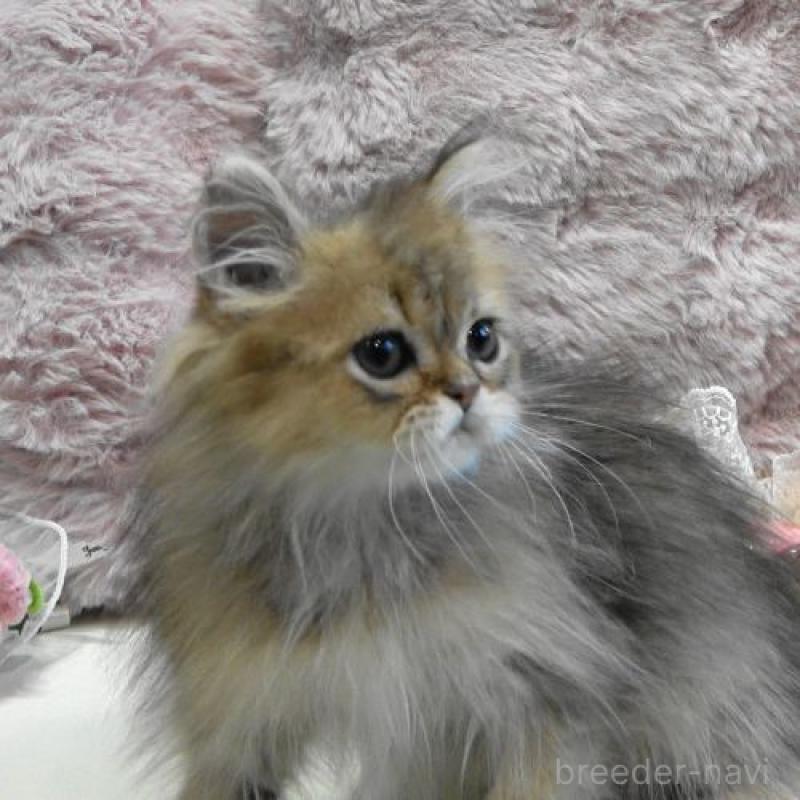 販売中の広島県のペルシャ(チンチラ)-130850の2枚目