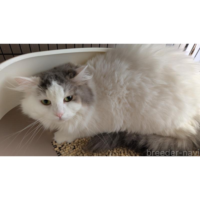 販売中の大阪府のマンチカン-124587の2枚目