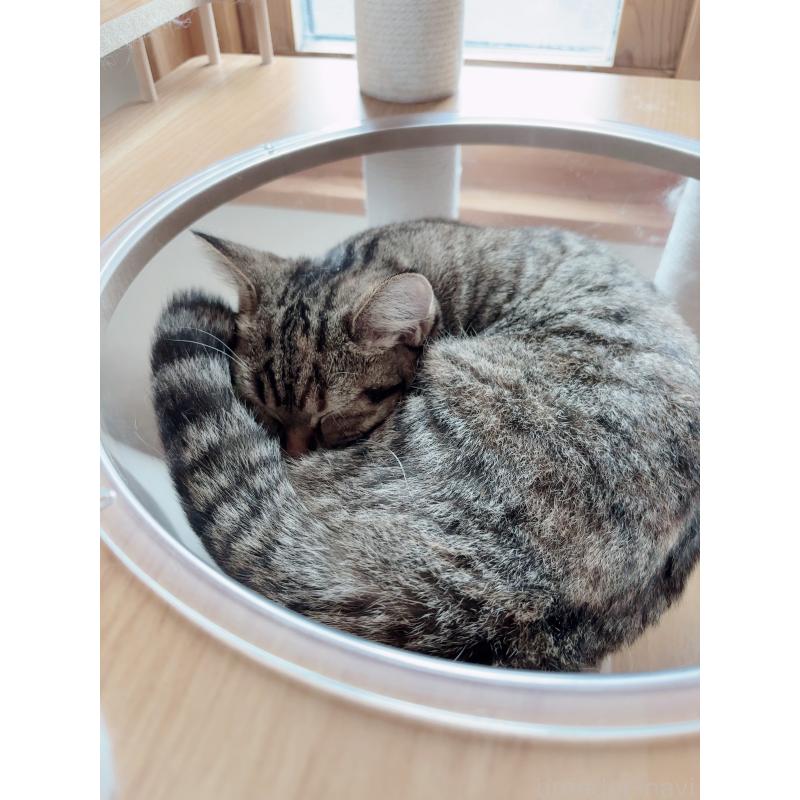 成約済の北海道のスコティッシュストレート-128274の2枚目