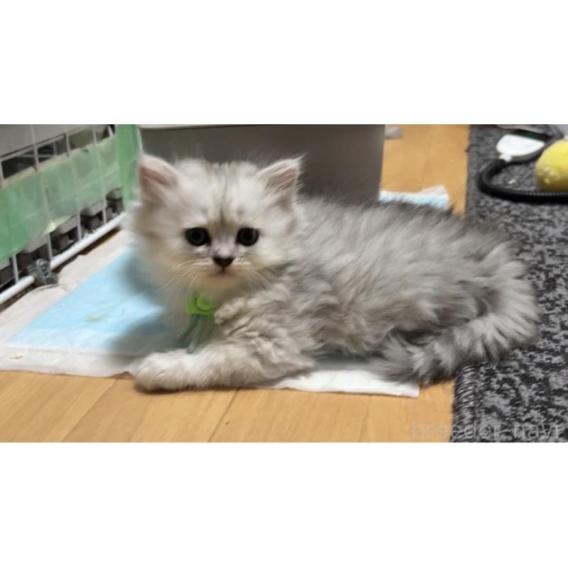販売中の愛知県のペルシャ(チンチラ)-130865の6枚目