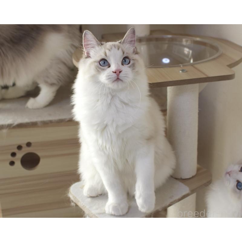 販売中の山梨県のラグドール-119960の14枚目