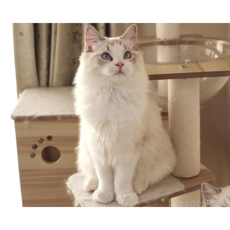 販売中の山梨県のラグドール-119960の13枚目