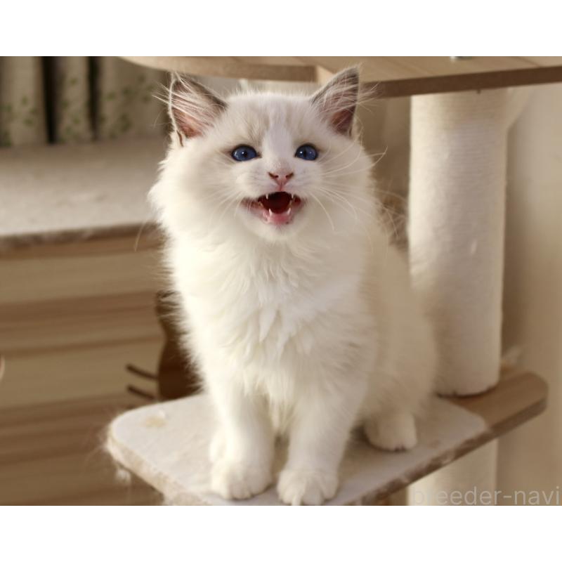 販売中の山梨県のラグドール-128444の5枚目