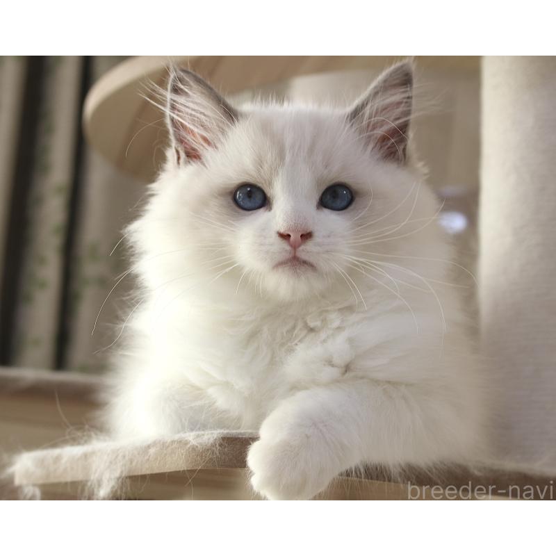 販売中の山梨県のラグドール-128444の4枚目