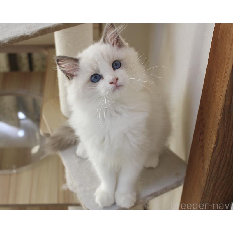 販売中の山梨県のラグドール-128444の3枚目