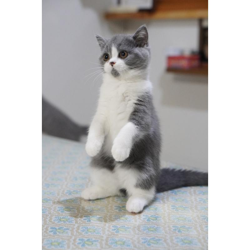 成約済の滋賀県のセルカークレックス-129598の6枚目